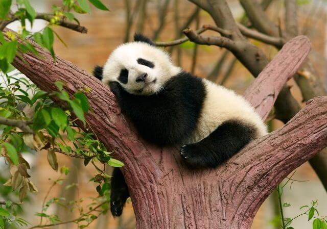 Xem gấu trúc ngoài đời có thật sự “đáng yêu” như trên mạng?