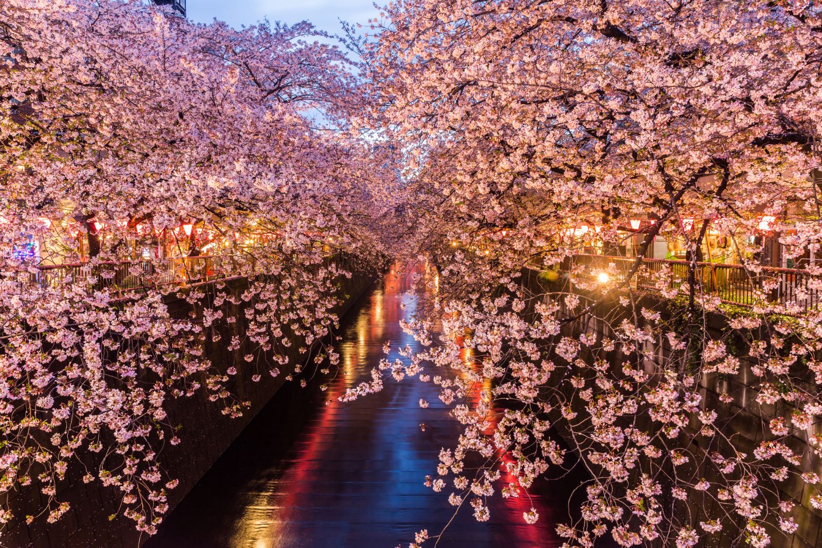 Nhật Bản mùa hoa anh đào – Vẻ đẹp lãng mạn làm say lòng du khách